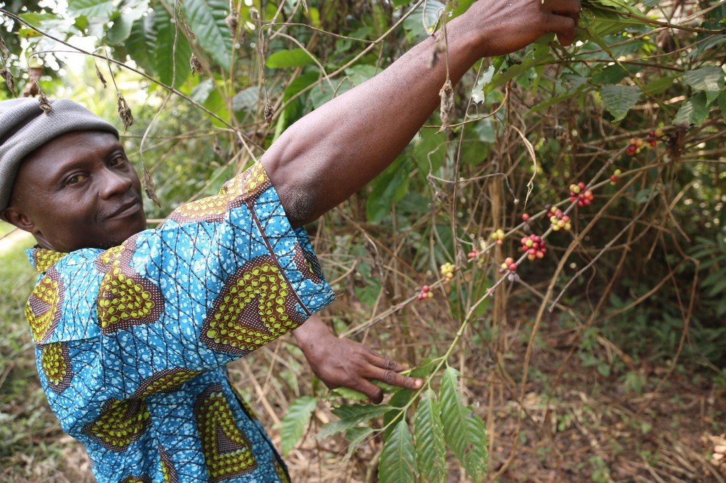 Farmer harvesting ripe coffee cherries in vibrant blue patterned shirt, lush green foliage in background.