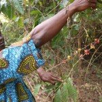 Farmer harvesting ripe coffee cherries in vibrant blue patterned shirt, lush green foliage in background.